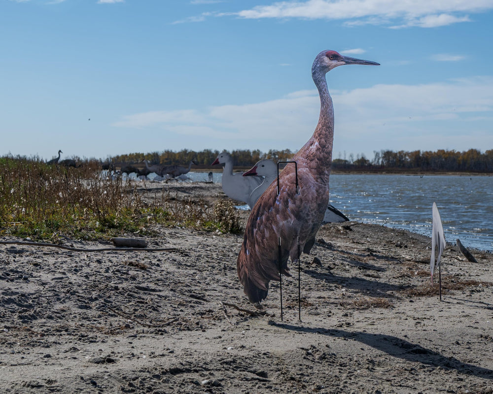 Real-Geese Gen 3 Sandhill Crane decoy rear pose C from behind for depth