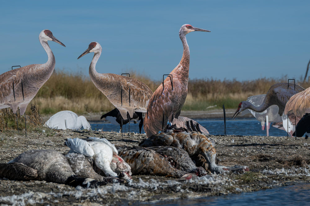 Real-Geese Gen 3 Sandhill Crane decoy side pose B creates a natural spread