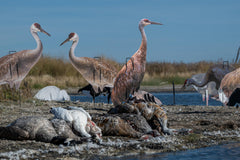 Real-Geese Gen 3 Sandhill Crane decoy side pose B creates a natural spread