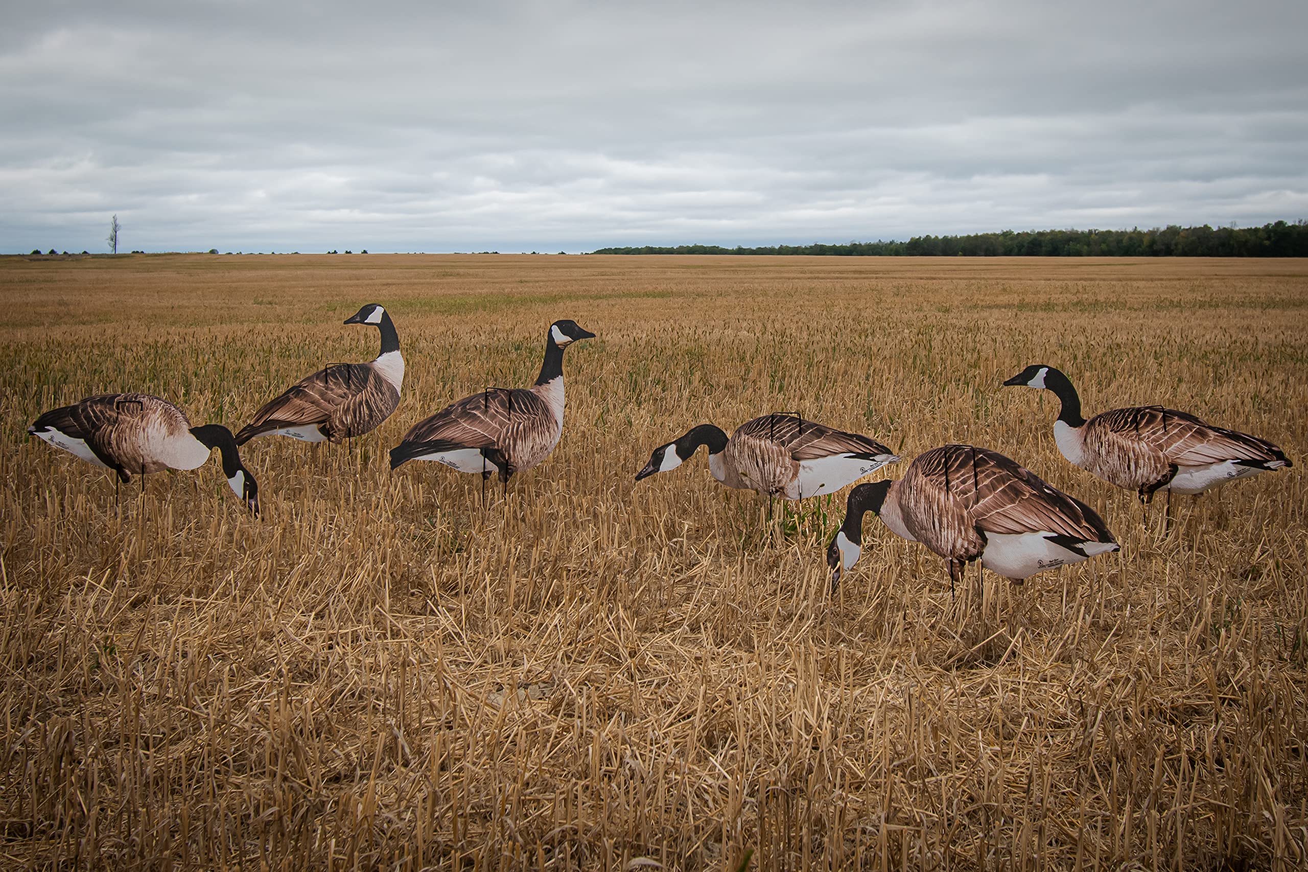Real-Geese Vivid Series silhouette decoy pose 1 enhances realism for convincing field spreads.