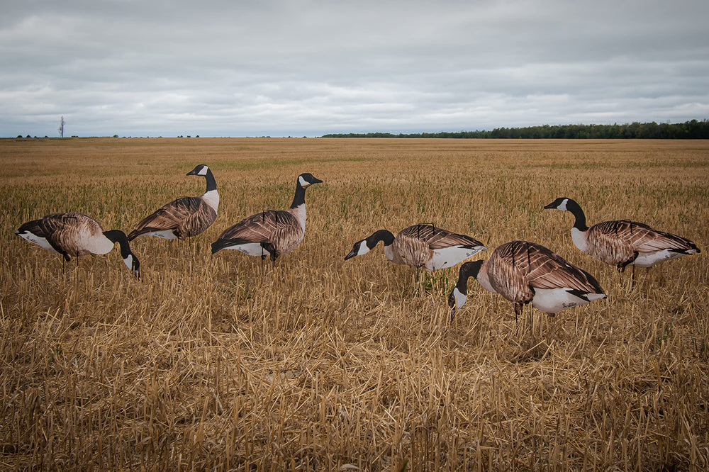 Real-Geese Vivid Series silhouette decoy pose 1 enhances realism for convincing field spreads.