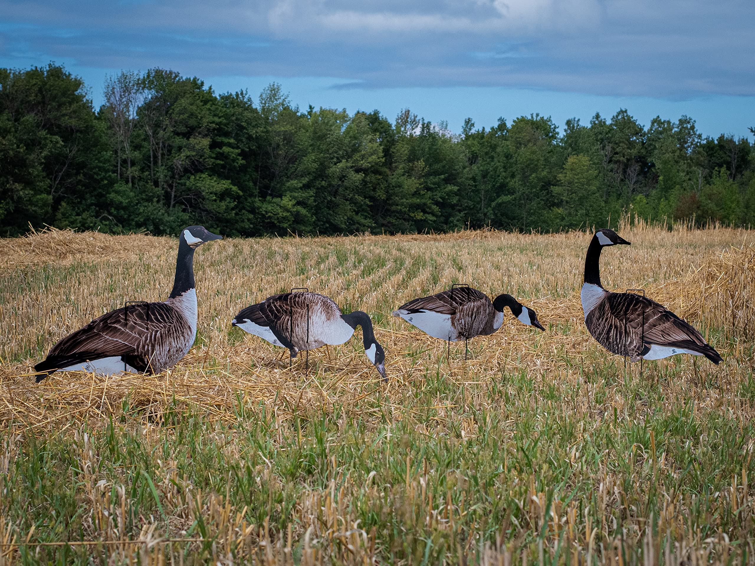 Real-Geese Vivid Series silhouette decoy pose 5 helps build a dense, natural-looking flock.