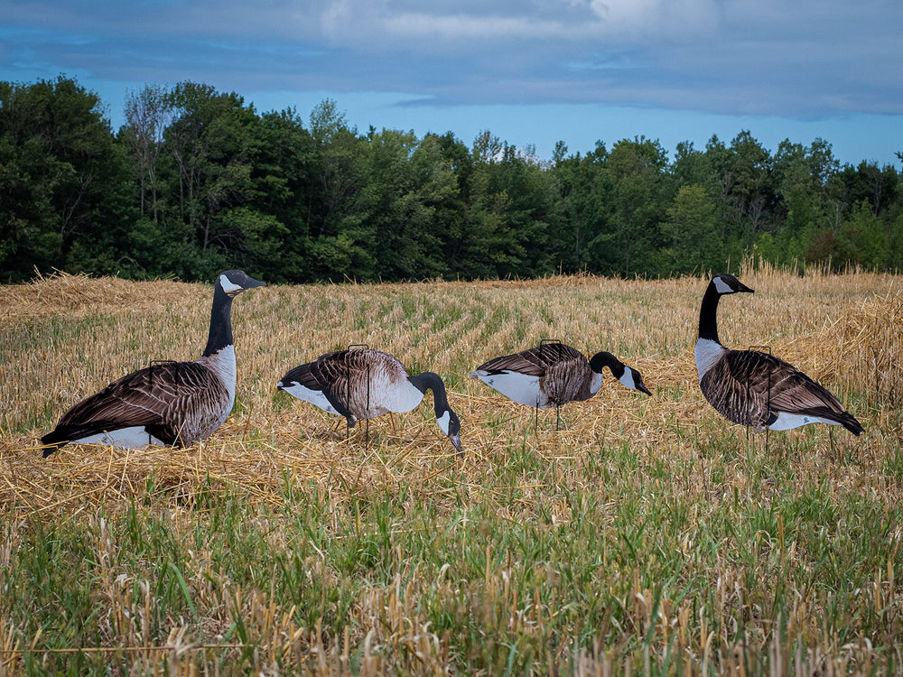 Real-Geese Vivid Series silhouette decoy pose 5 helps build a dense, natural-looking flock.