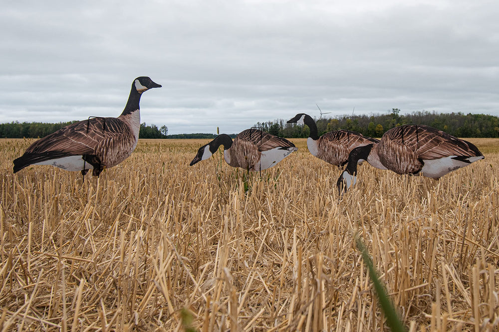 Real-Geese Vivid Series silhouette decoy pose 6 completes a balanced spread for stealth.