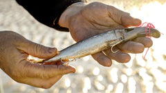 Reaper Rig Dead Bait in-water action demonstrating stability and lifelike motion.