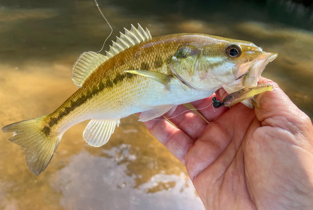 Rebel easy-to-fish design makes pond fishing approachable for beginners.