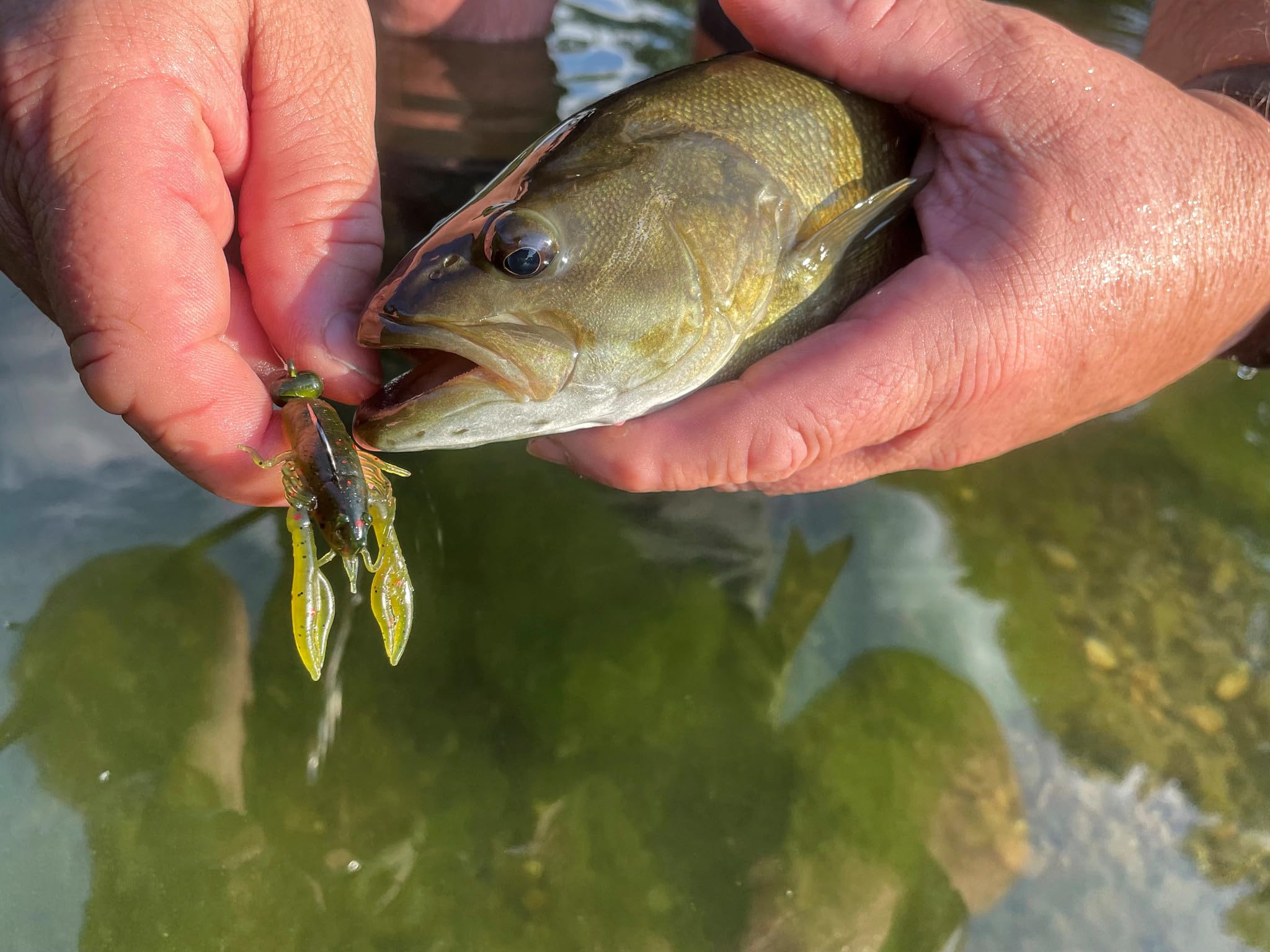 Rebel LiveFlex buoyant soft plastics ideal for beginner-friendly fishing