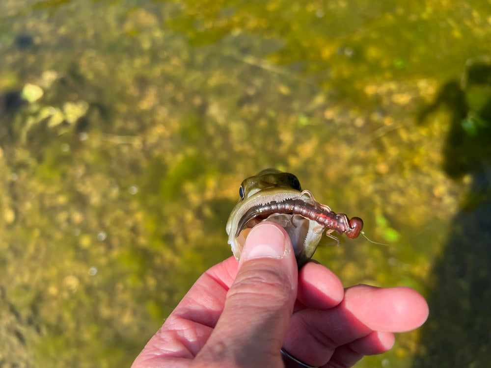 Rebel LIVEFLEX Creek Creature Damselfly Ned rig setup on water.
