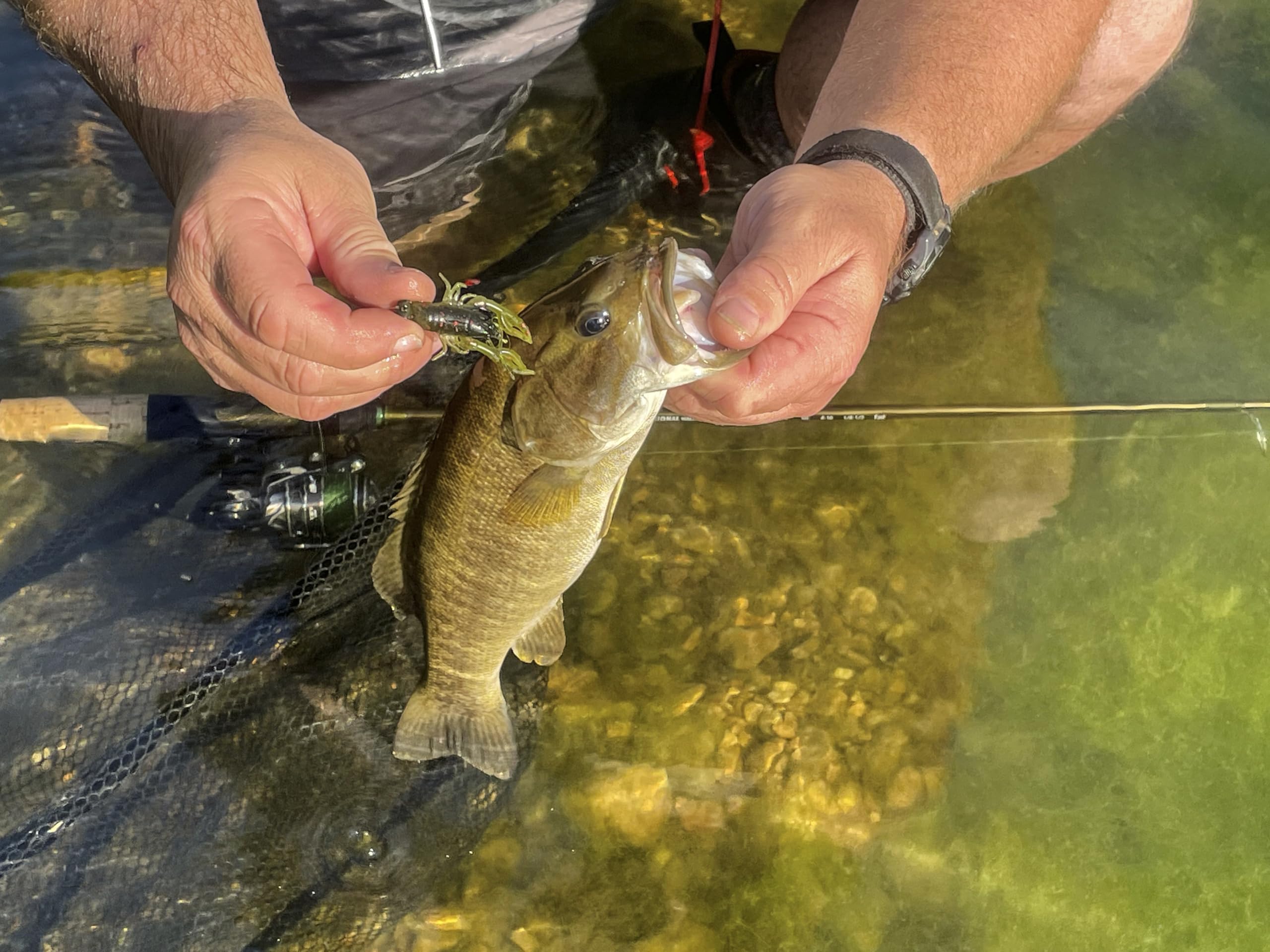Rebel LIVEFLEX Creek Craw rigging-setup demonstrates ready-to-fish versatility.