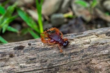 Rebel LIVEFLEX Hopper flexible body imitates prey movement.