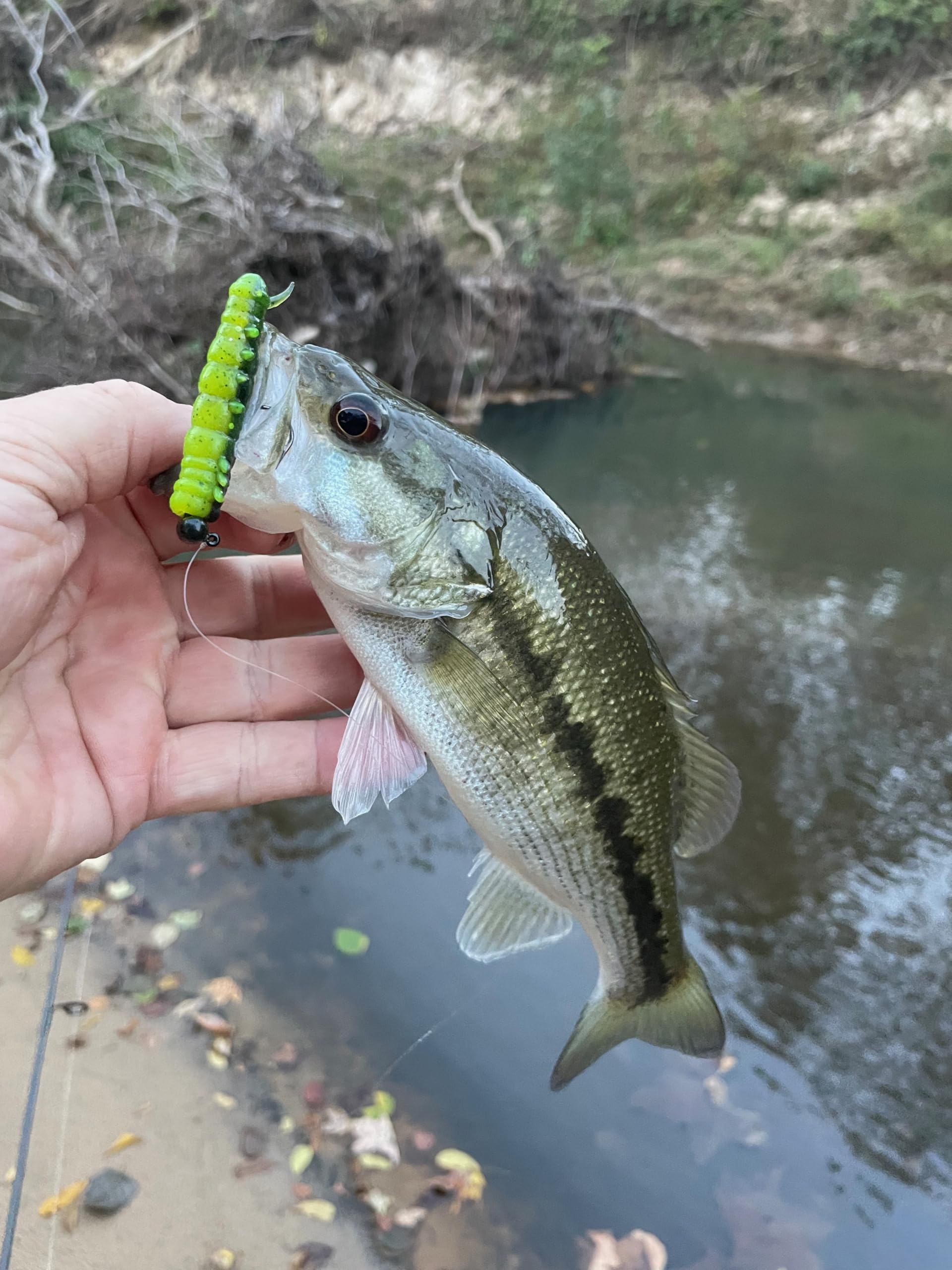 Angler setup with Rebel Lures LIVEFLEX Cata Crawler Siren Nymph 2in