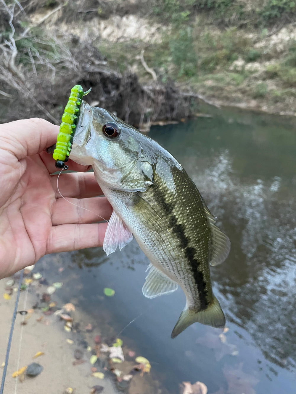 Angler setup with Rebel Lures LIVEFLEX Cata Crawler Siren Nymph 2in