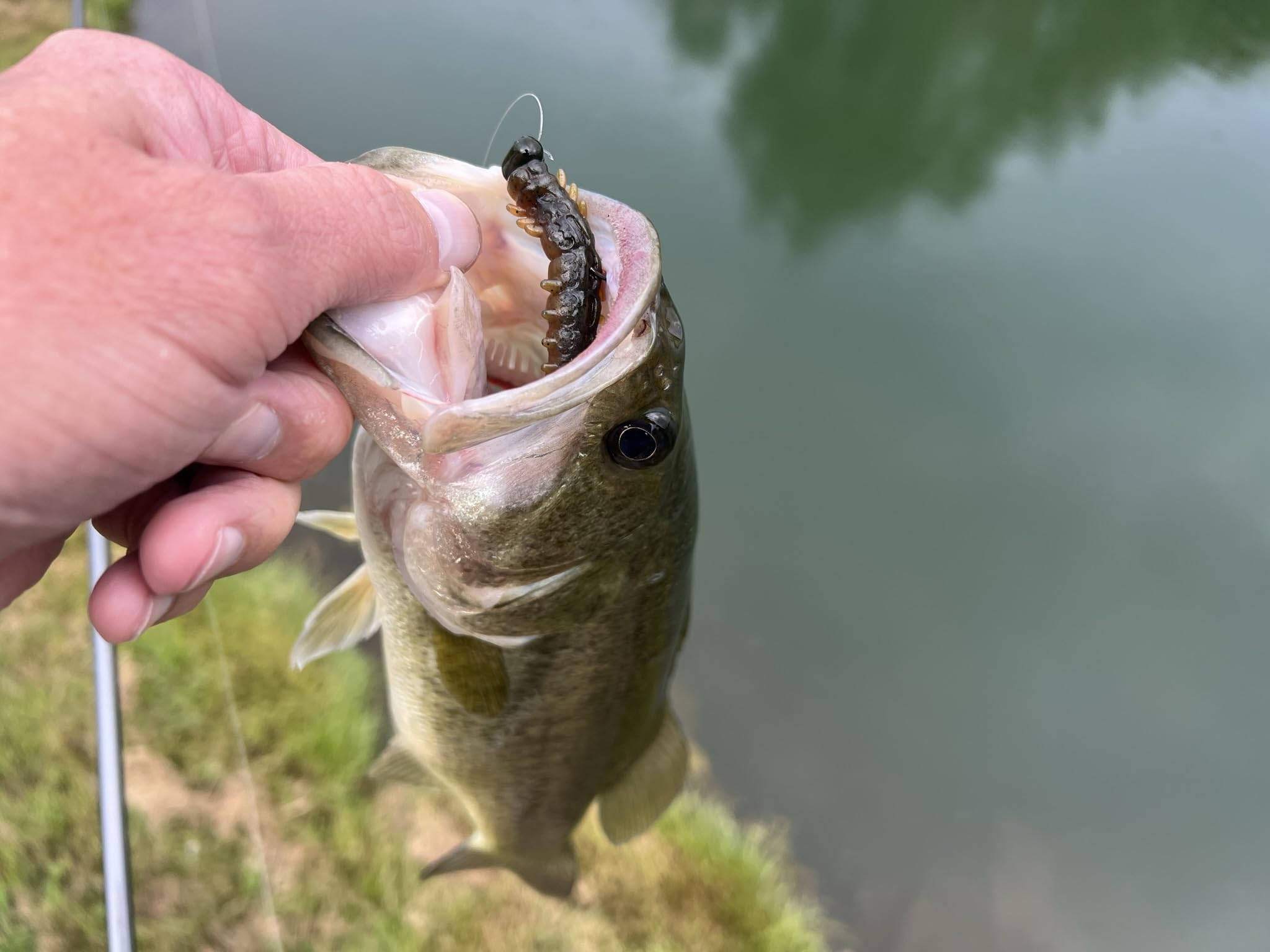 Floating design of Rebel Lures LIVEFLEX Cata Crawler Siren Nymph 2in