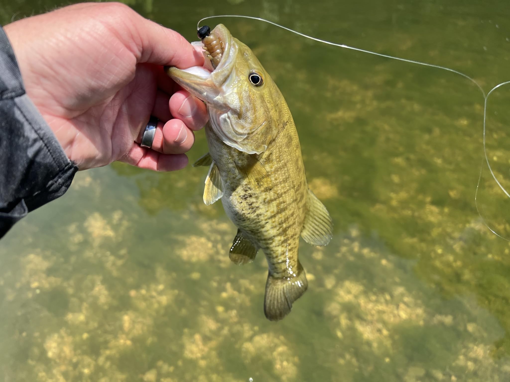 Varied color set for Rebel Lures LIVEFLEX Cata Crawler Siren Nymph 2in