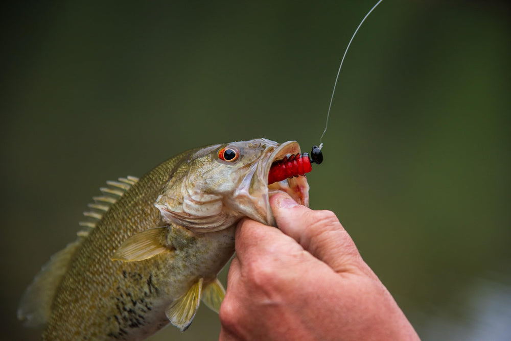Rebel Lures LIVEFLEX flexibility in motion, mimicking lifelike prey under current.