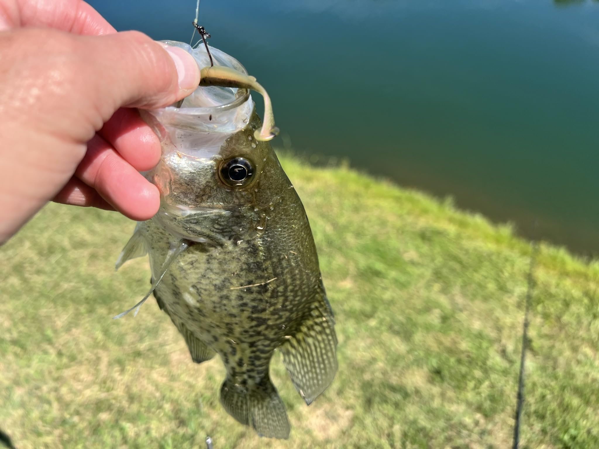 Floating LIVEFLEX action shows natural presentation in current.