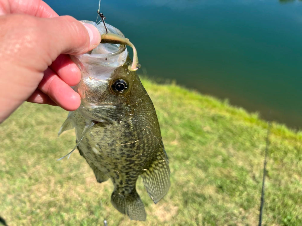 Floating LIVEFLEX action shows natural presentation in current.