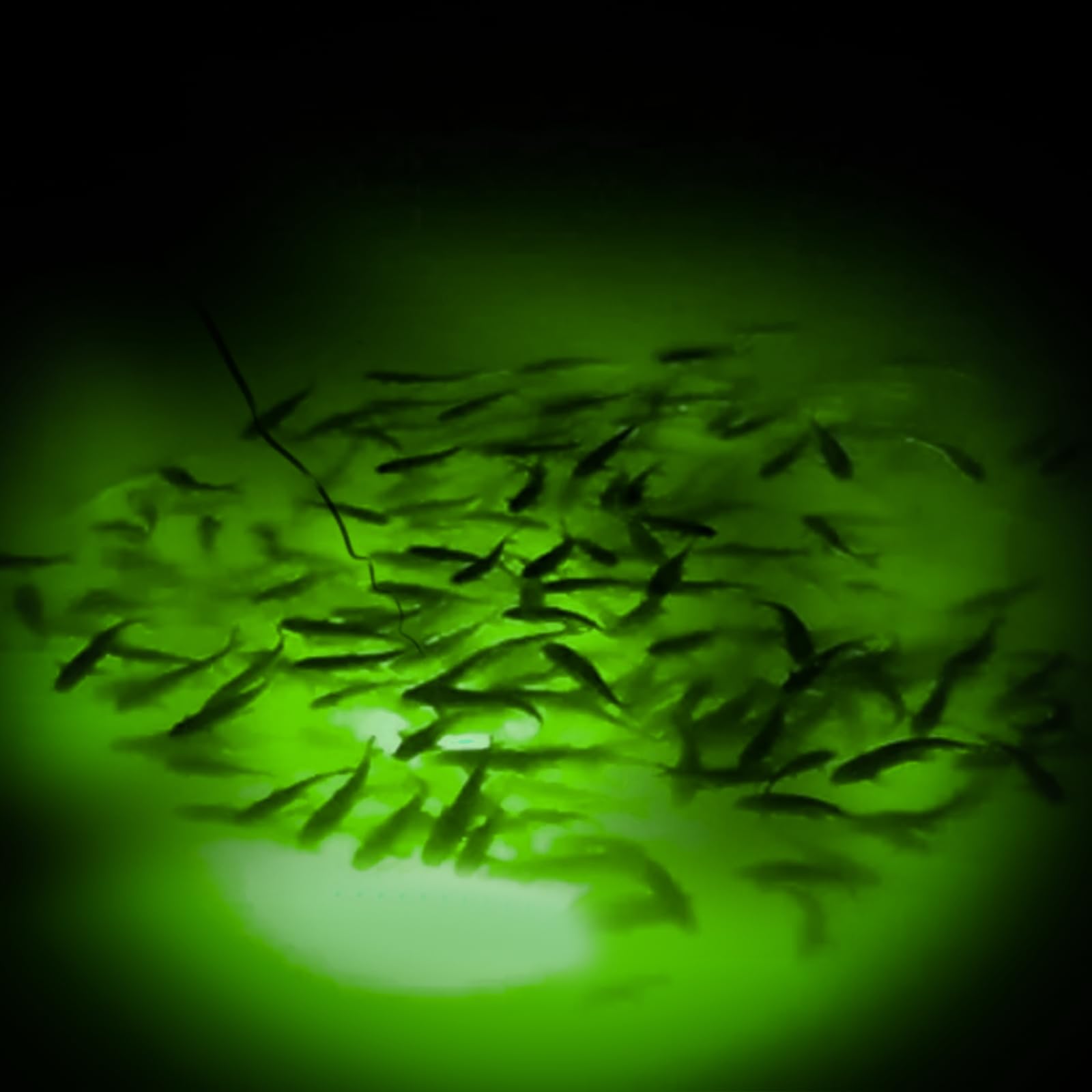 Attracts shrimp, squid, and phytoplankton with green light