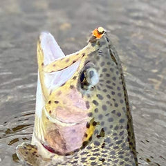 Region Fishing Hanak jig hook design improves hookups while riding upward