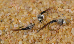 Region Fishing Black Ops Rainbow Warrior Midge Nymph close-up showing brass bead for air-bubble realism.