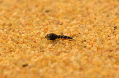 Region Fishing Mercury Black Beauty Midge Fly, close-up shows glass bead shine for deeper water presentation.