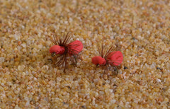 Region Fishing red foam ant dry fly on water demonstrates buoyant float and bank-side casting utility