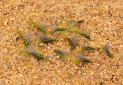 Region Fishing RS2 Olive Emerger Midge Nymph Fly assortment shot with 12 flies ready to fish