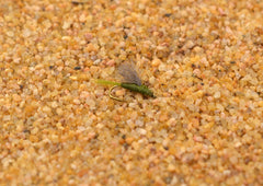 Region Fishing RS2 Olive Emerger Nymph Fly close-up for reliable nymphing.