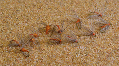Region Fishing Soft Hackle flies show natural movement in water for nymphing.