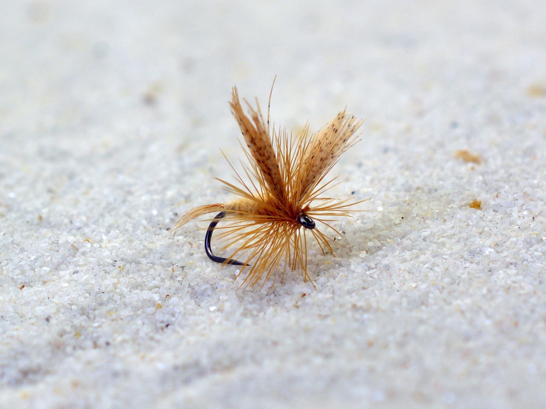 Region Fishing Light Cahill dry fly 12-fly assortment for trout fishing