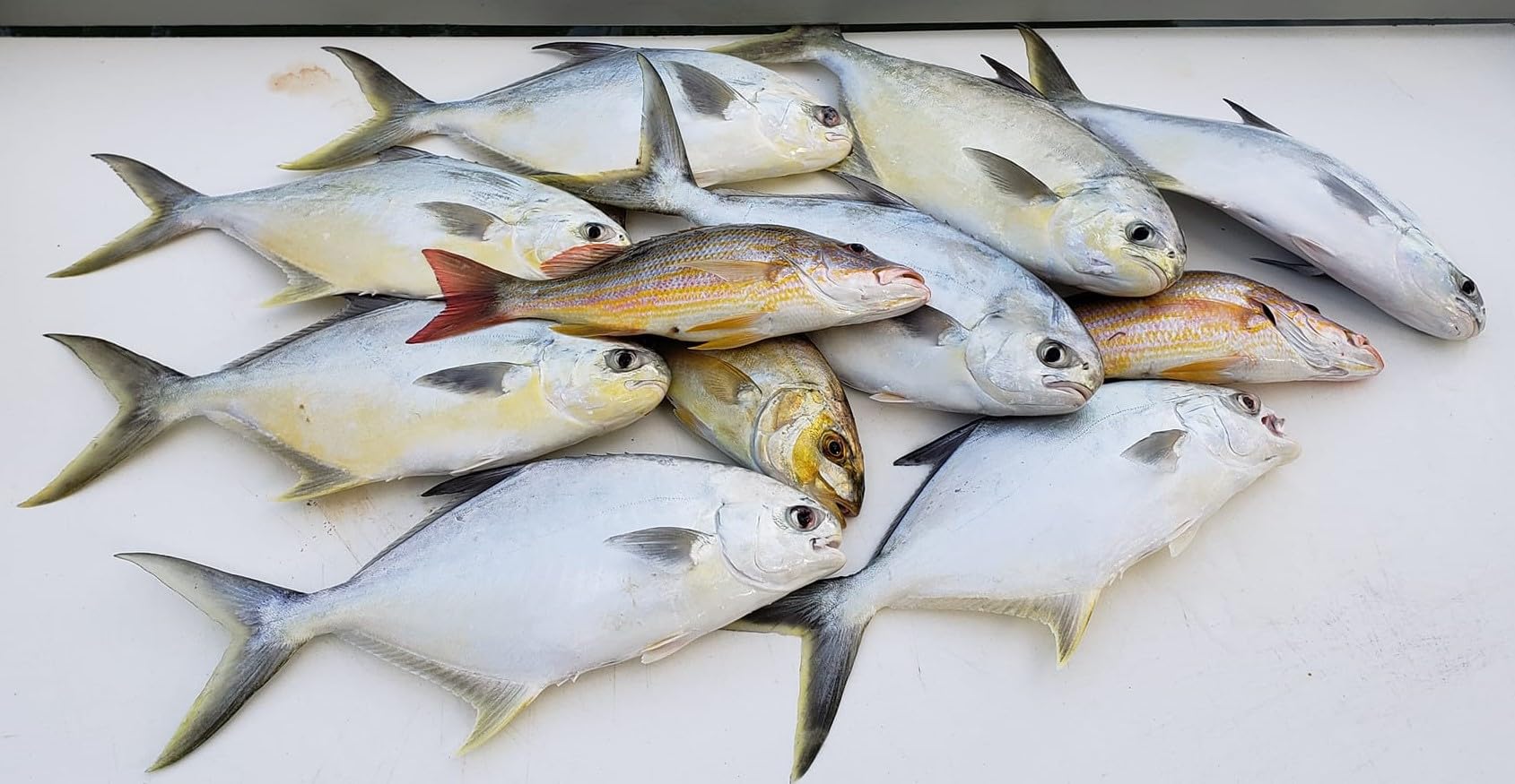 RignFish swivels 7: smooth rotation reduces line twist during long casts.