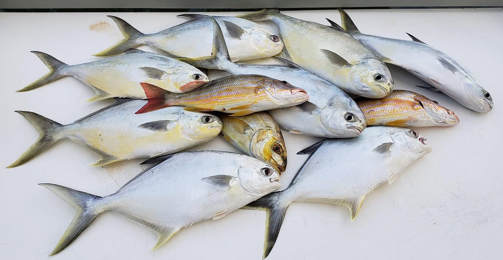 RignFish swivels 7: smooth rotation reduces line twist during long casts.