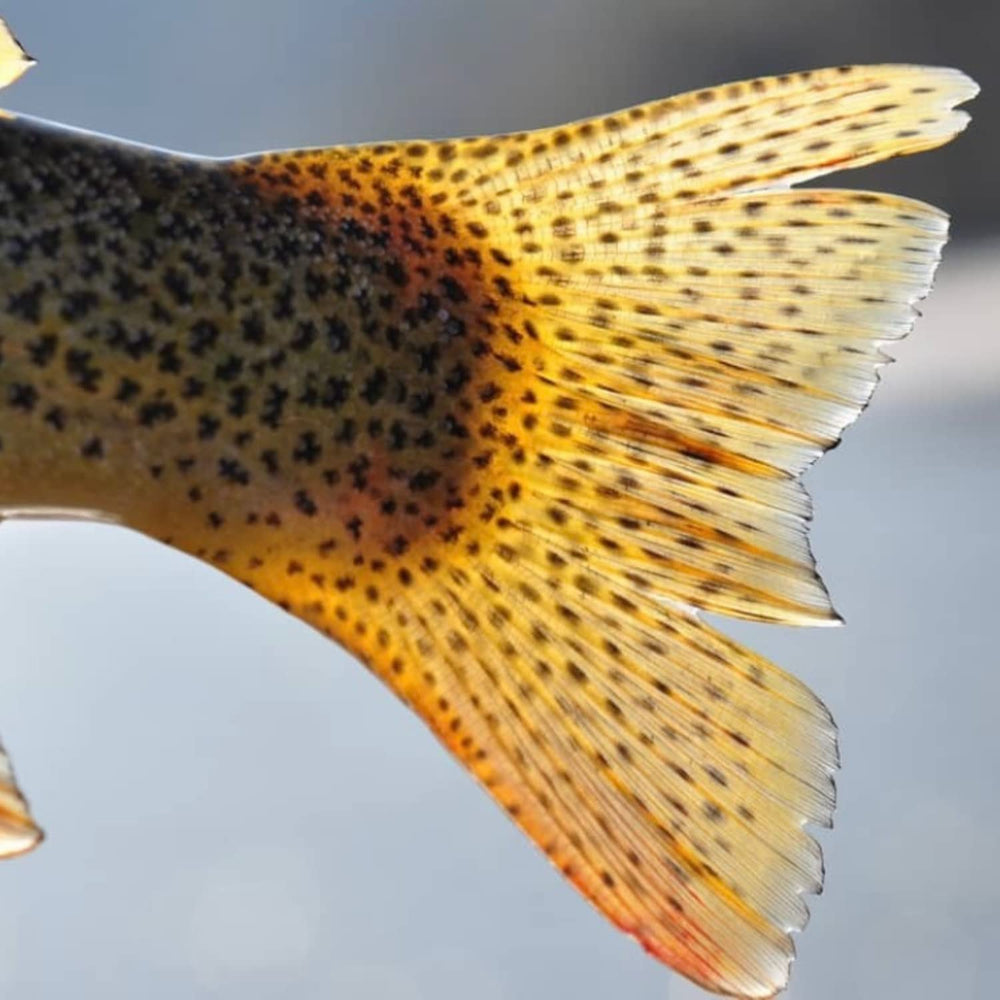 RIO Avid line showcases tapered design and technology for versatile freshwater use.