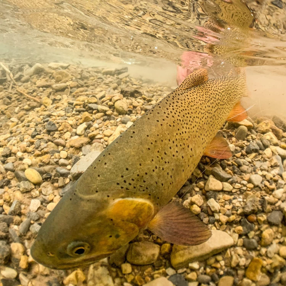 RIO Skagit Mow Tips large-weighted flies optimized for Skagit lines