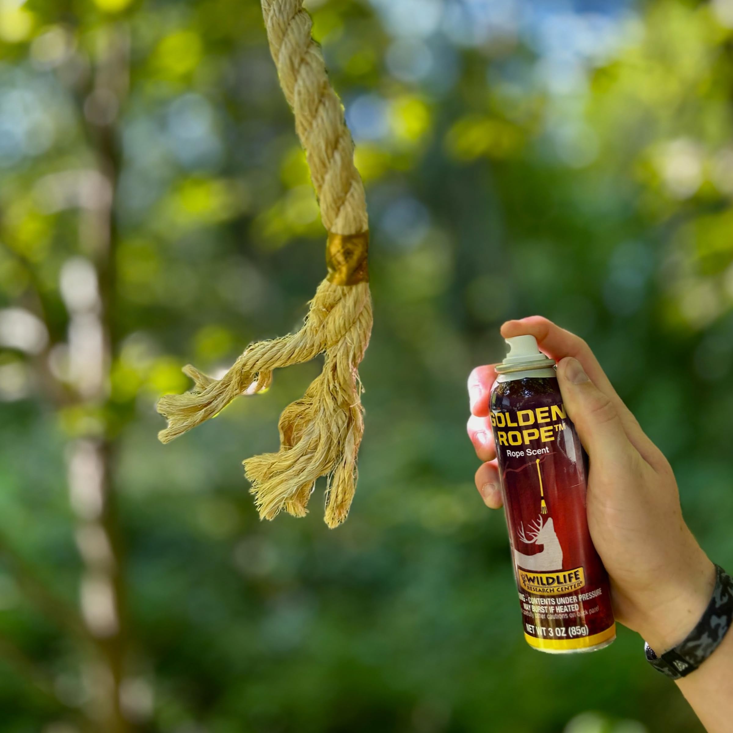 Applying rope scent to a rope scrape to attract deer