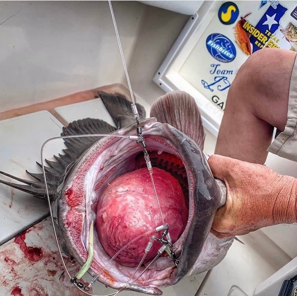 Saltwater game fishing rig in use