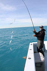 Prismatic fibers and skin attract baitfish with the PG-8 rig.