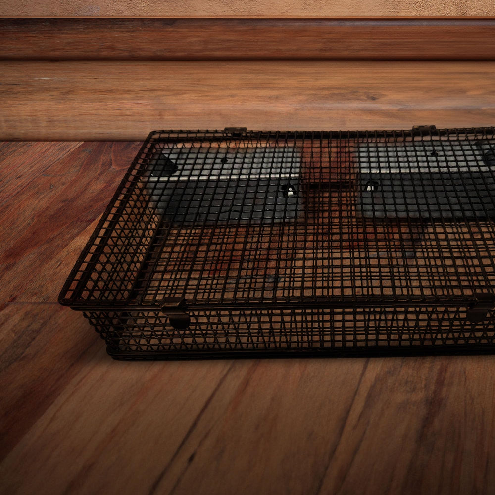 Rugged Ranch Mousinator captured mice ready for humane relocation.