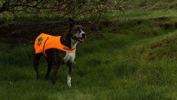 SafetyPUP XD All-weather design protects your dog from rain and wind.