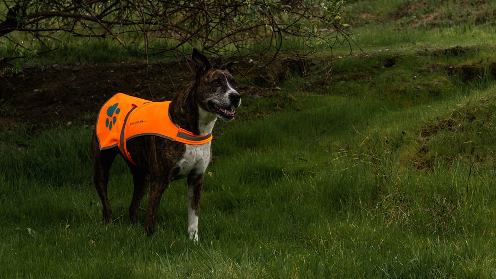 SafetyPUP XD All-weather design protects your dog from rain and wind.