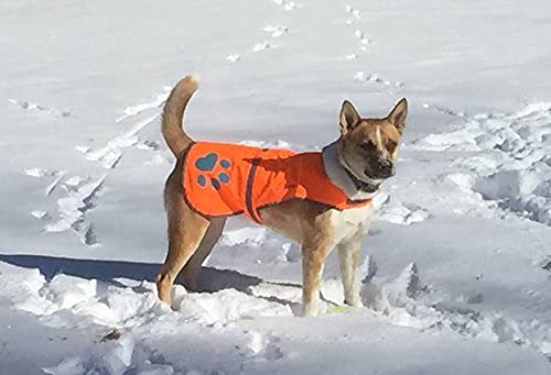 Dog wearing SafetyPUP XD vest on a daytime walk