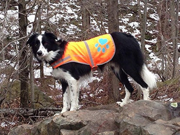 SafetyPUP XD outdoor-ready vest showing dry wear in light rain