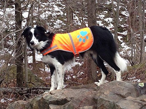 SafetyPUP XD outdoor-ready vest showing dry wear in light rain