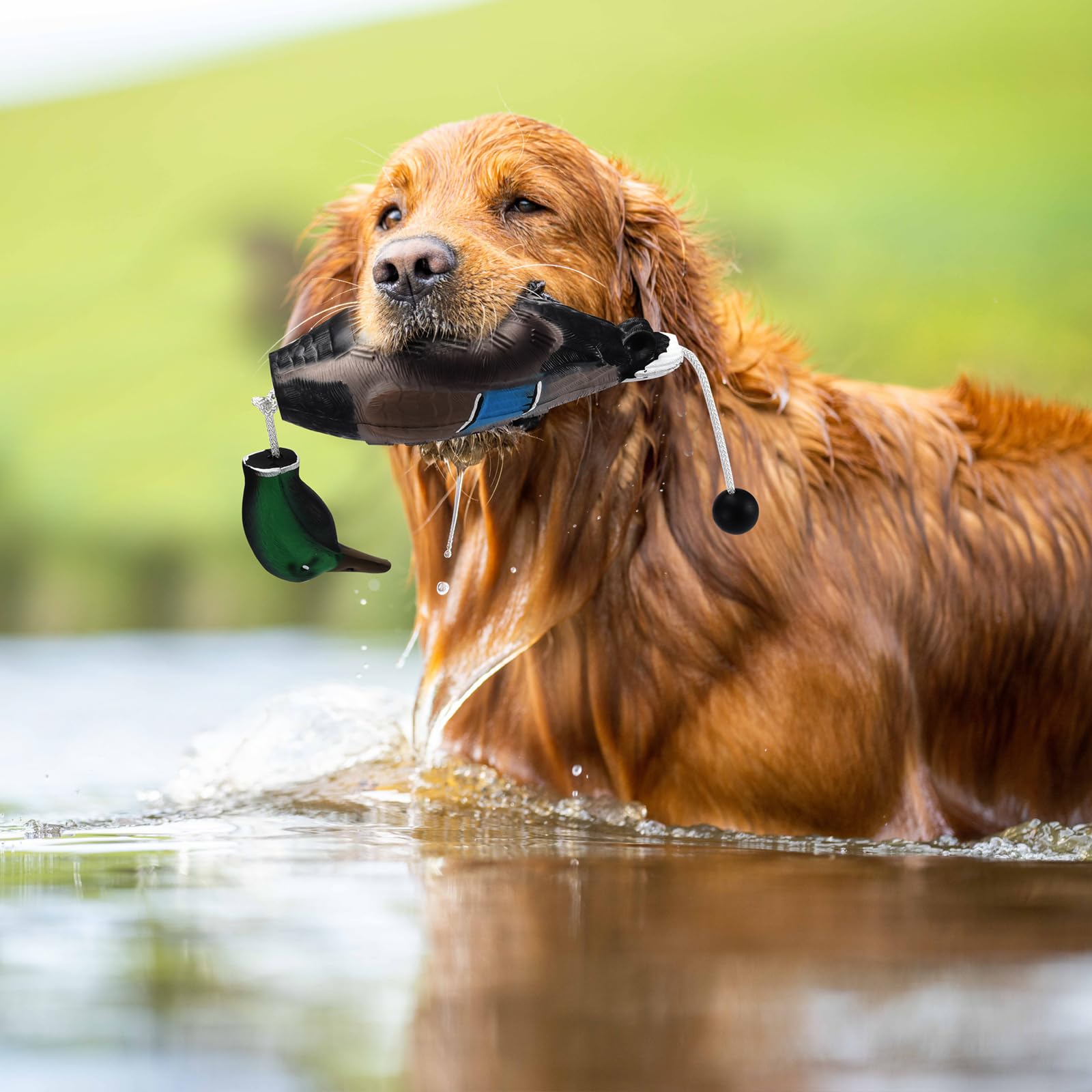 Scopaven duck training dummy in water demonstrates buoyant, water-ready practice for water retrieves.