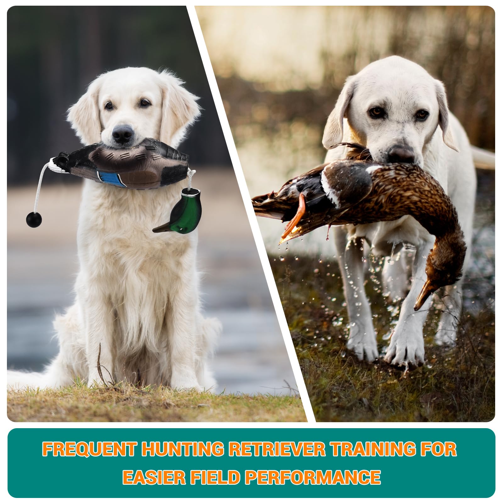 Scopaven training kit includes whistle and leash for structured, cue-driven training.