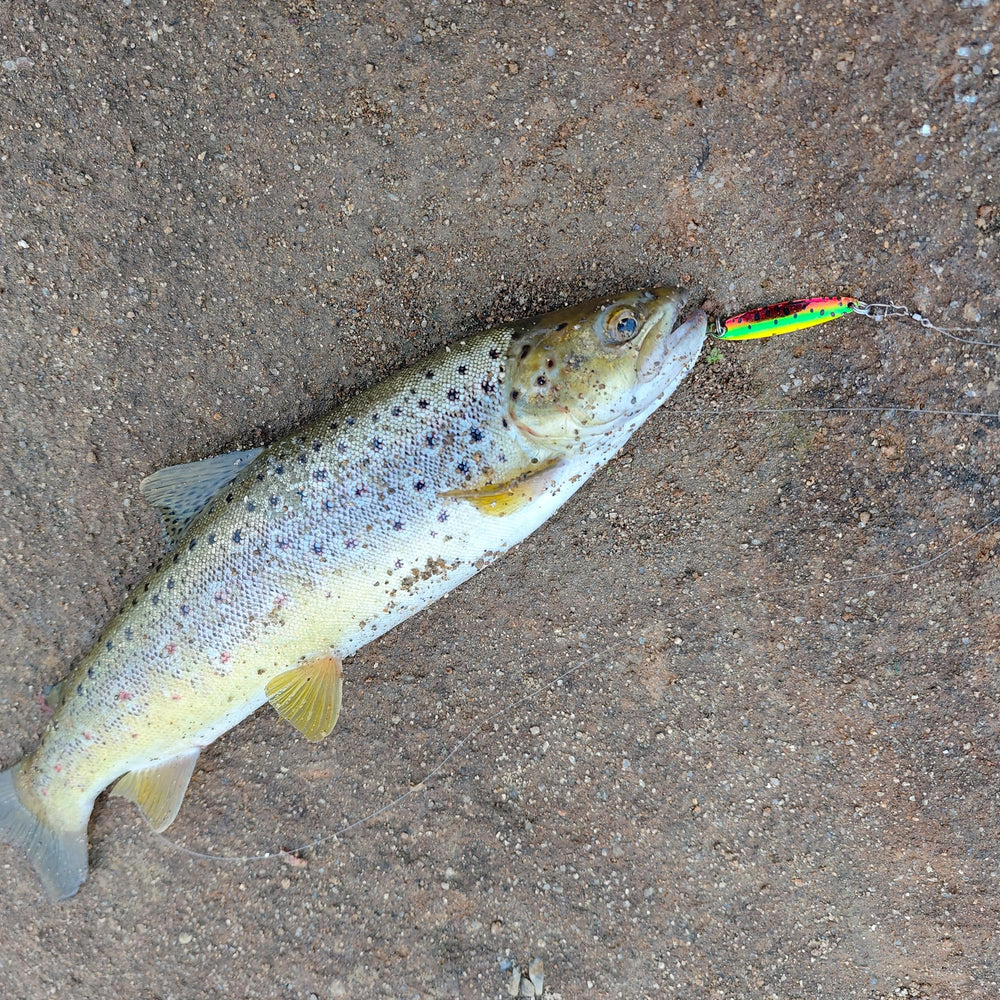 Spoon lure being cast along the shoreline
