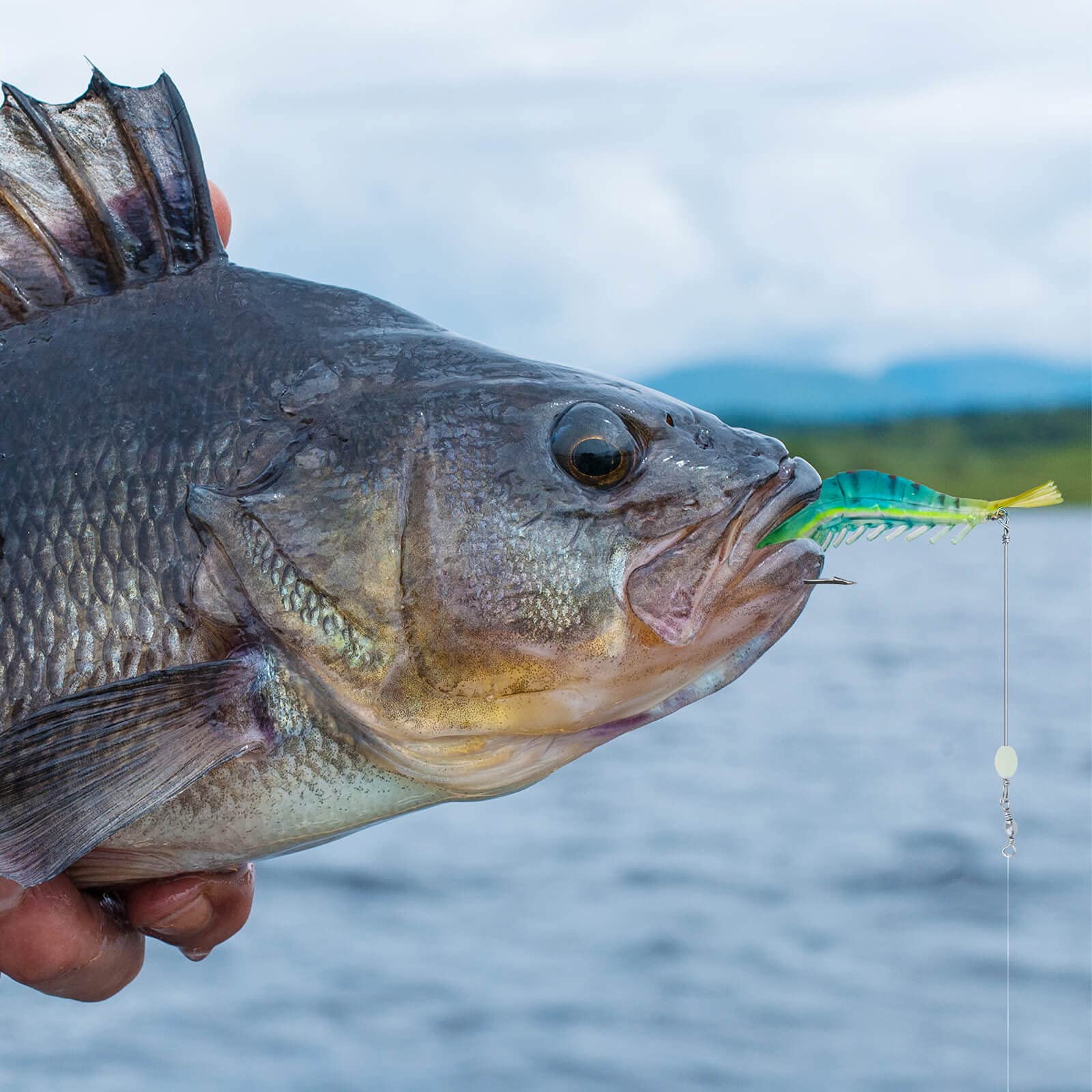 Durable soft plastic material used in the shrimp lures