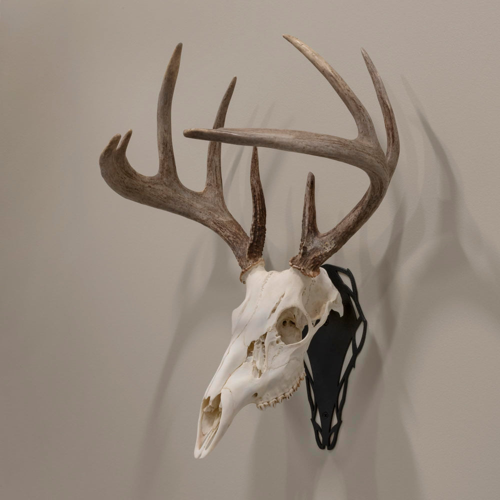 Trophy plaque mounted on skull peg in black finish