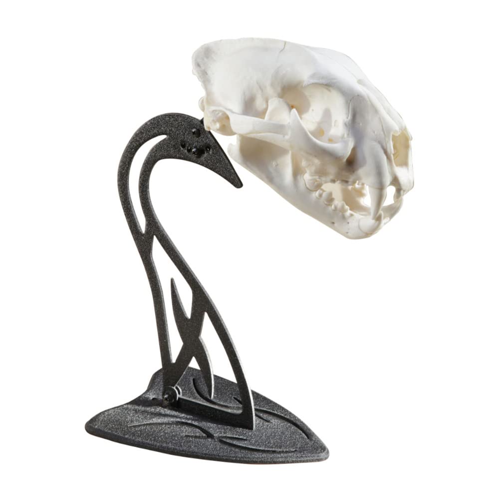 Skull Hooker Table Hooker arm with adjustable support for upright presentation