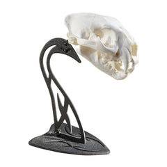 Skull Hooker Table Hooker arm with adjustable support for upright presentation